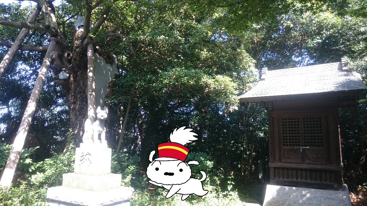 碇神社シロの左奥に写っている大木が、県指定の天然記念物のイヌグス#クレヨンしんちゃん#春日部市粕壁東#かすかべプラスワン 碇神社シロの左奥に写っている大木が、県指定の天然記念物のイヌグス#クレヨンしんちゃん#春日部市粕壁東#かすかべプラスワン