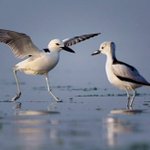 KEPS following climate change impact on migratory birds - Kuwait Times