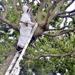 Asian hornet nest found in a bungalow