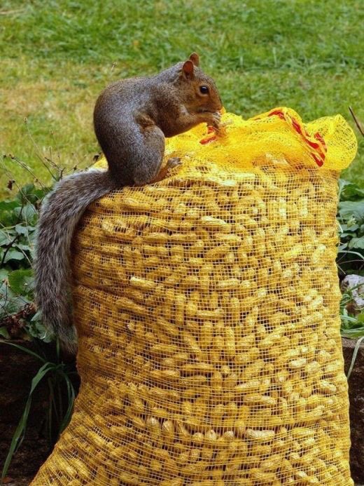 #NationalPeanutDay