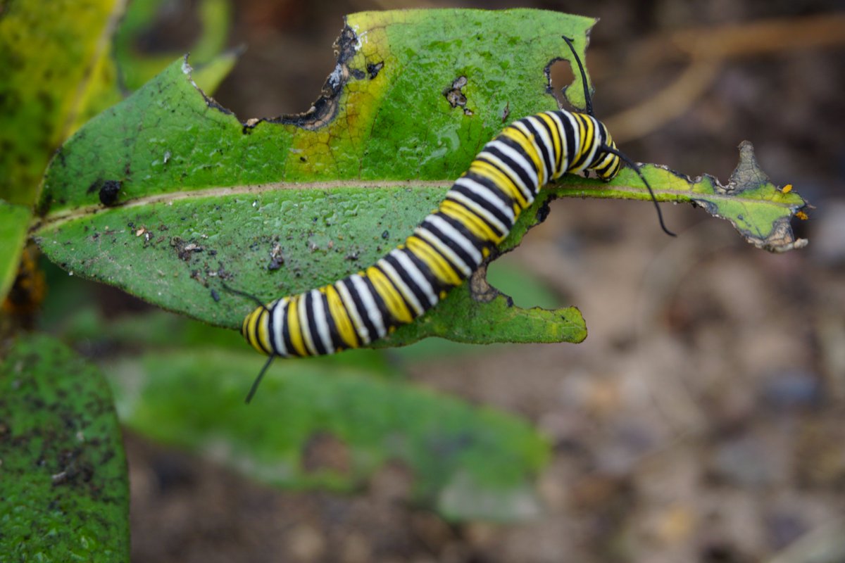 #monarchs