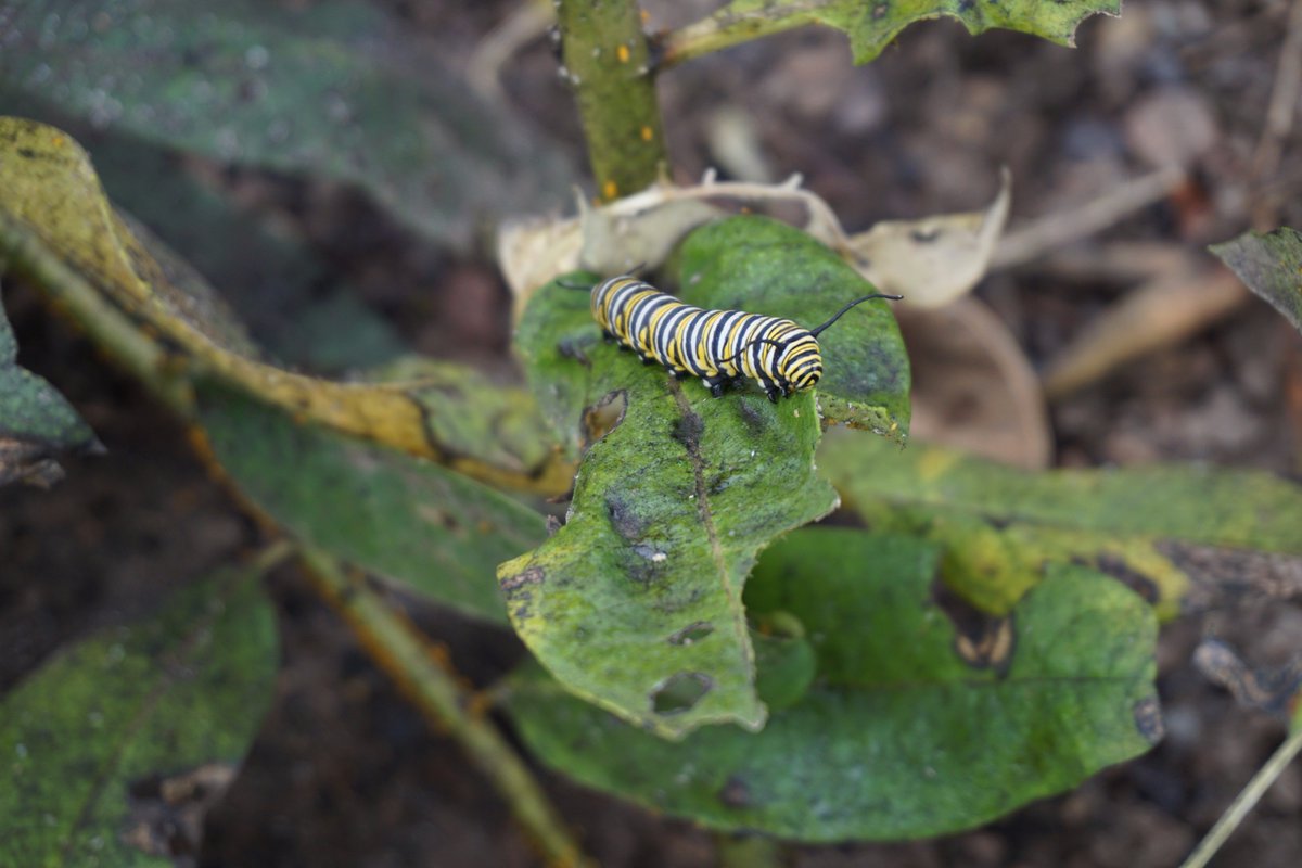 #monarchs