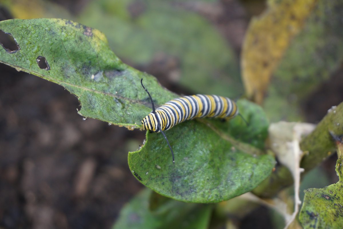 #monarchs