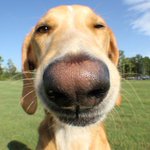 This Life with Gracie: Teddy the Spaz Man more than a hound dog