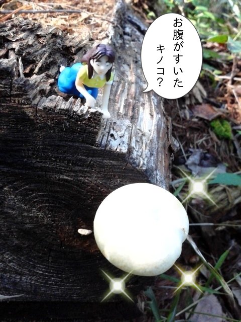狼少女ジェーンの稽古中。マヤ、天狗岳でキノコと出遭う。 #ガラスの仮面 #フチ仮面 狼少女ジェーンの稽古中。マヤ、天狗岳でキノコと出遭う。 #ガラスの仮面 #フチ仮面