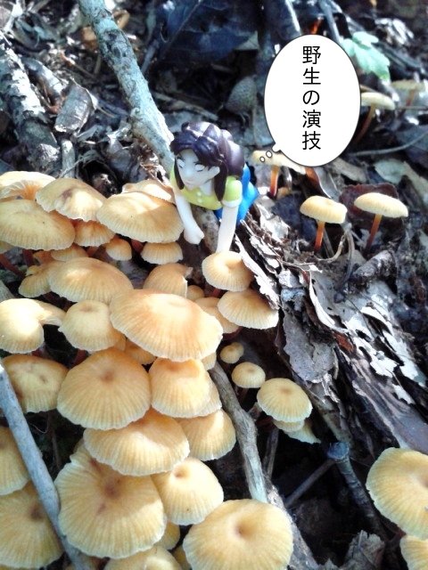 野生の演技をつかんだ北島マヤ。そのキノコも食べられませんw #ガラスの仮面 #フチ仮面 野生の演技をつかんだ北島マヤ。そのキノコも食べられませんw #ガラスの仮面 #フチ仮面