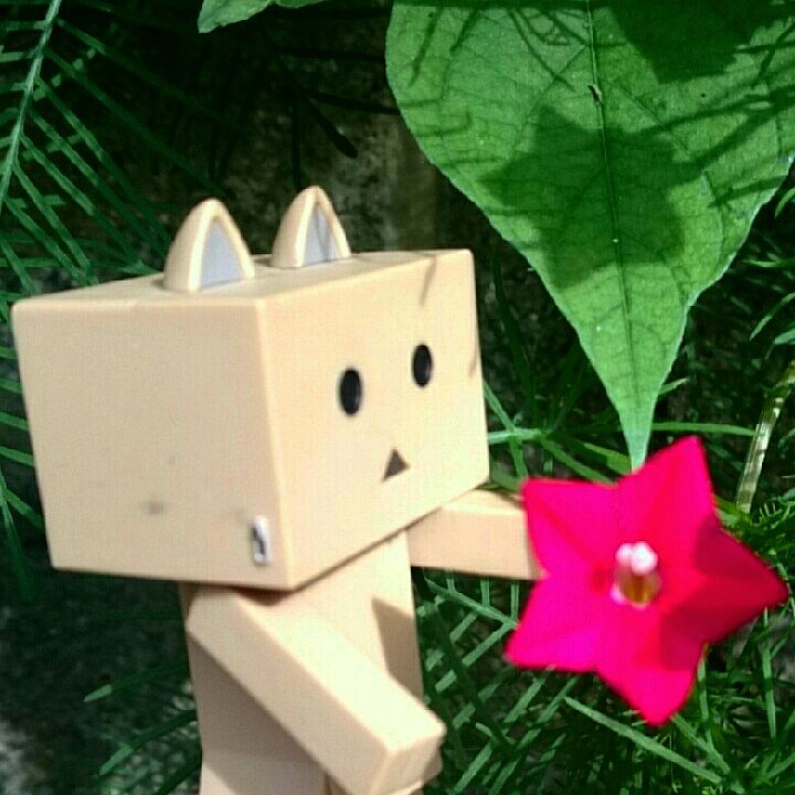 星のお花#ダンボー#danbo#ニャンボー#にゃんぼー 星のお花#ダンボー#danbo#ニャンボー#にゃんぼー