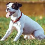 Arkansas woman admits using county cash to buy dog tuxedo