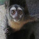 El mono nocturno de Brasil y Perú ha pasado a ser una especie vulnerable | Diario El Mundo
