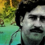 Pablo Escobar's hippos are thriving — and multiplying — in Colombia, years after his death