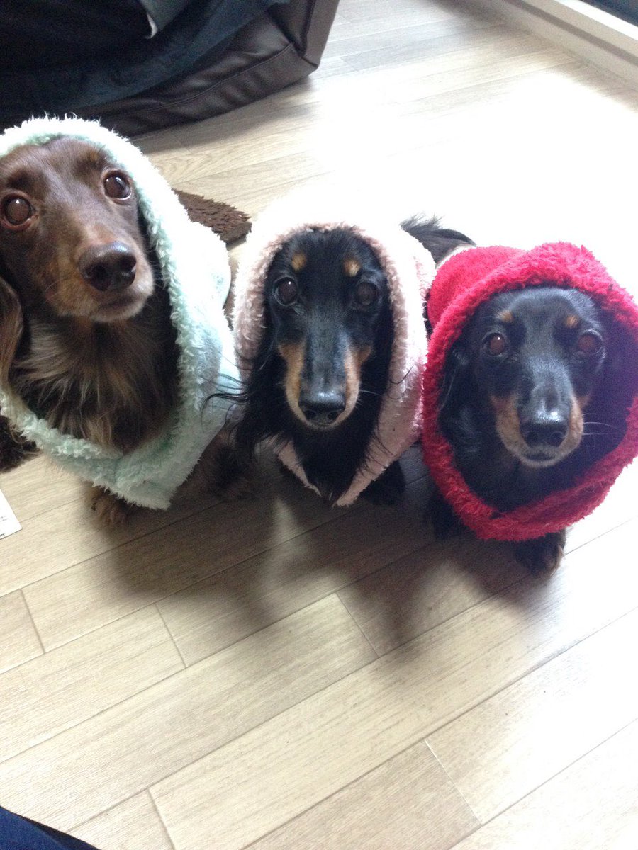 懐かしい写真集!第一弾( ⁼̴̀꒳⁼̴́ )ドヤッ✧ひなもれんもるるも被り物似合う❤︎#ミニチュアダックス#犬#犬好き 懐かしい写真集!第一弾( ⁼̴̀꒳⁼̴́ )ドヤッ✧ひなもれんもるるも被り物似合う❤︎#ミニチュアダックス#犬#犬好き