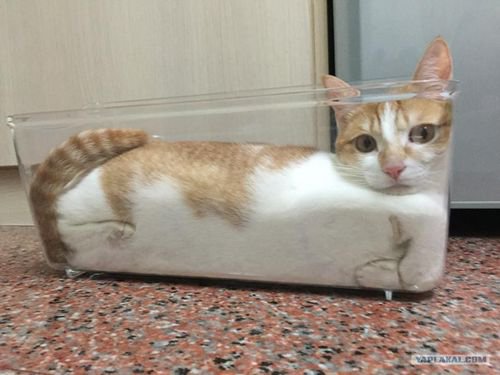 Шнобелевскую