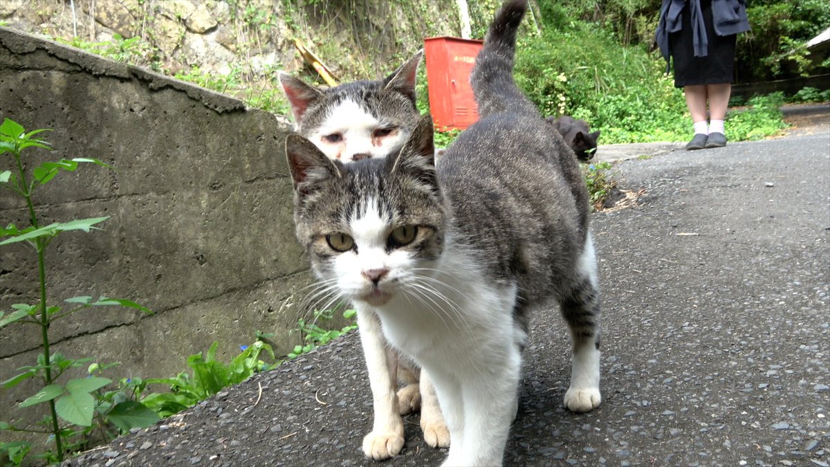 【 猫の頭に生えた猫 】#猫 #猫好き #田代島 #ダンナ #ほくろちゃん 【 猫の頭に生えた猫 】#猫 #猫好き #田代島 #ダンナ #ほくろちゃん