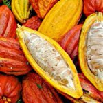 Ivory Coast produces record cocoa crop