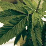 University of Maryland pharmacy school cancels plans to train medical marijuana workers