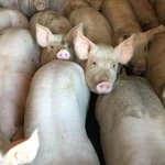 Panel rejects call for new animal feeding operation rules