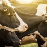 Dairy farm owner pleads guilty to using illegal labor