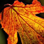 Fall colors approach. Make your road trip plans now