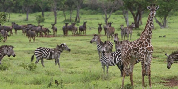 Wildlife census begins in Selous and Mikumi ecosystem