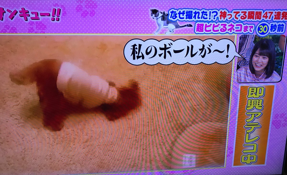 TVつけたら生ちゃんがゴールデンタイムでかましてた#生き物にサンキュー TVつけたら生ちゃんがゴールデンタイムでかましてた#生き物にサンキュー