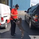 Dogs airlifted from Florida hurricane zones to Delaware
