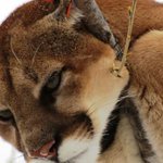 Secure your trash: a mountain lion has been spotted in Laurel