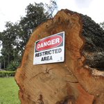 Hurricane Irma leaves behind foul stink across Central Florida