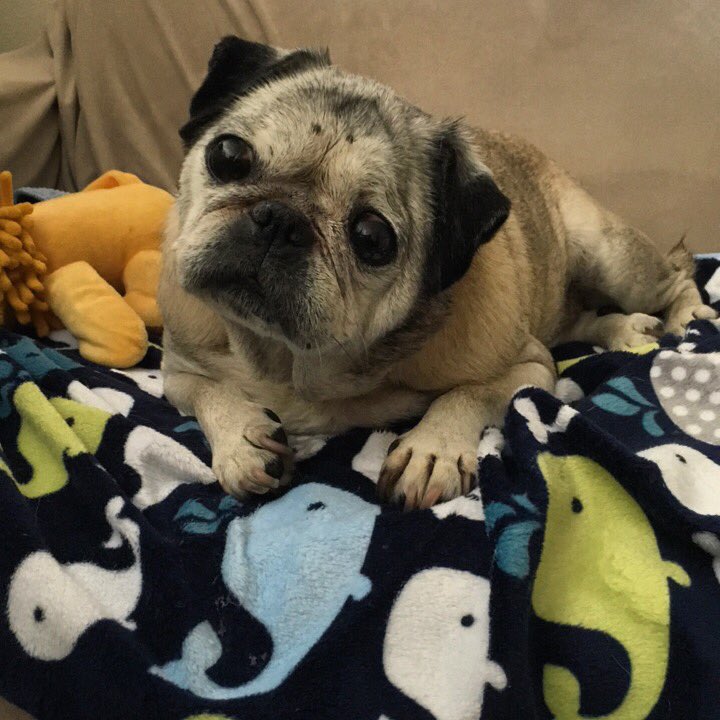 #pugchat