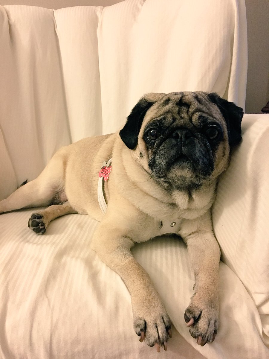#pugchat