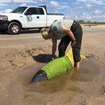 Dolphin stranded near Port Arthur is rescued by Texas Parks and Wildlife, animal rescue group