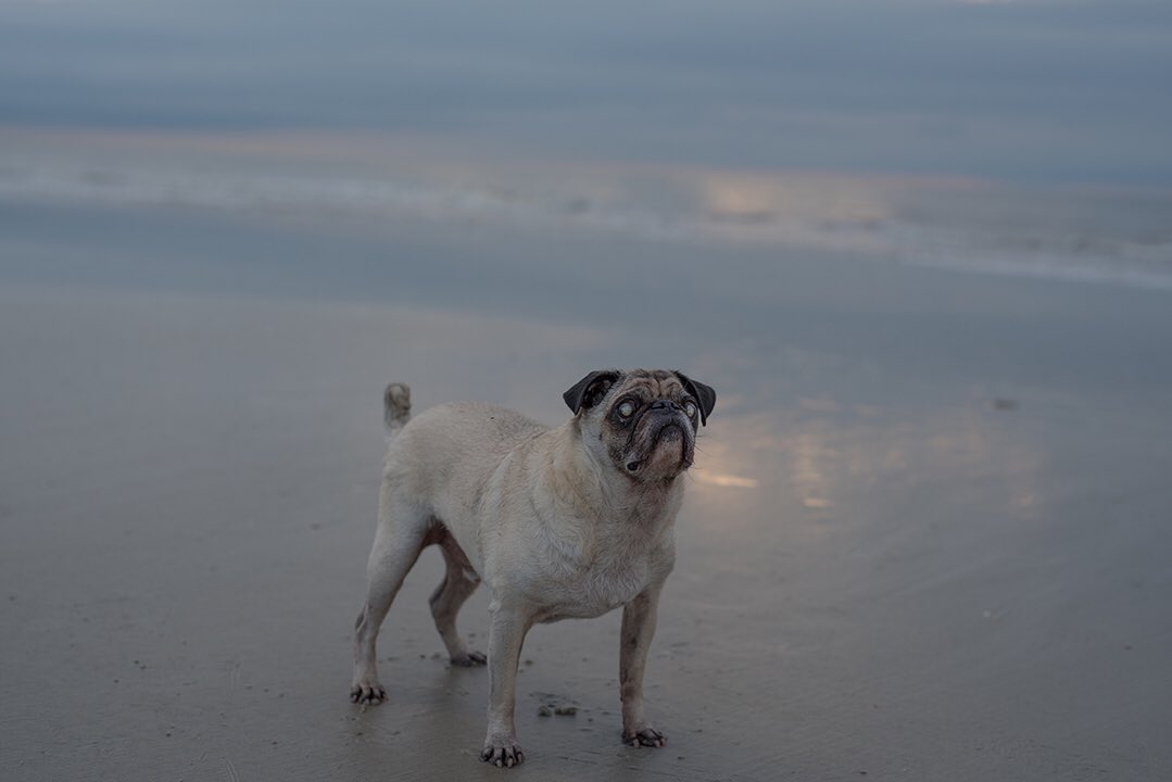 #pugchat
