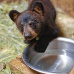 Vermont man attempts to transform property into bear refuge