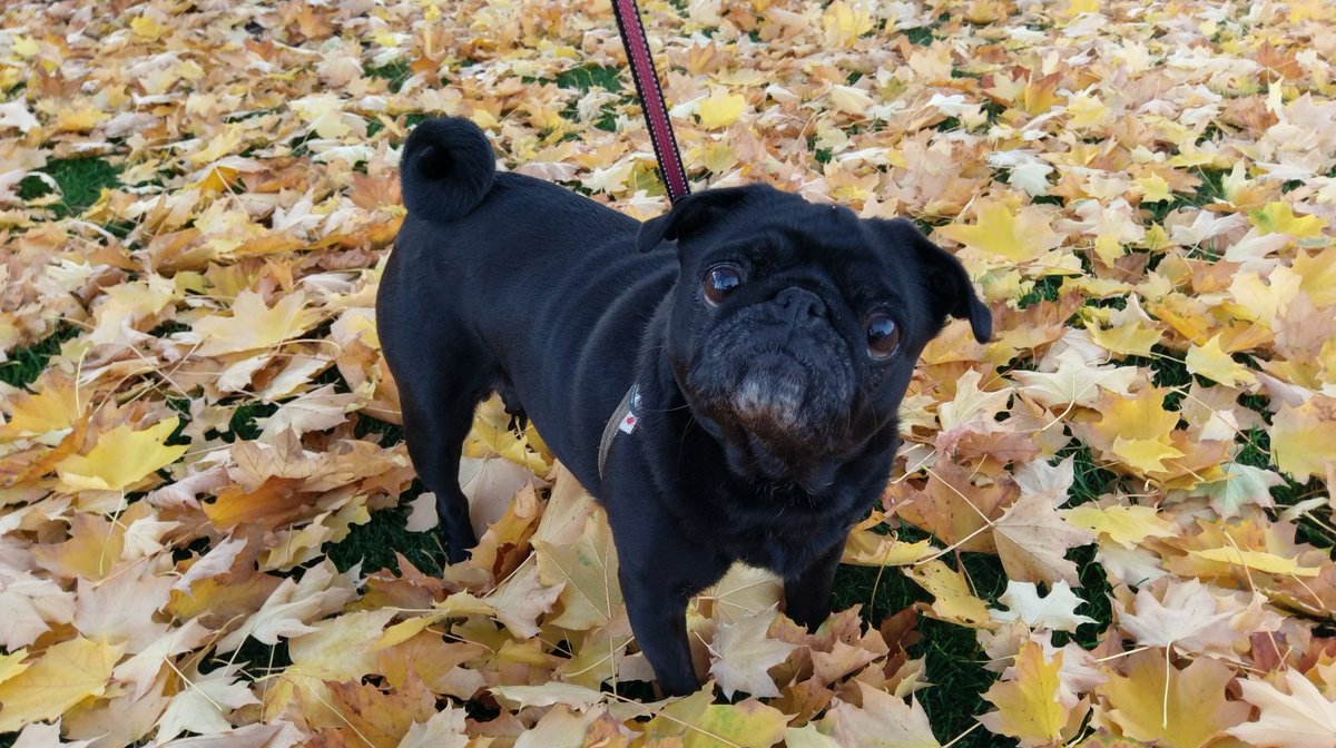 #pugchat