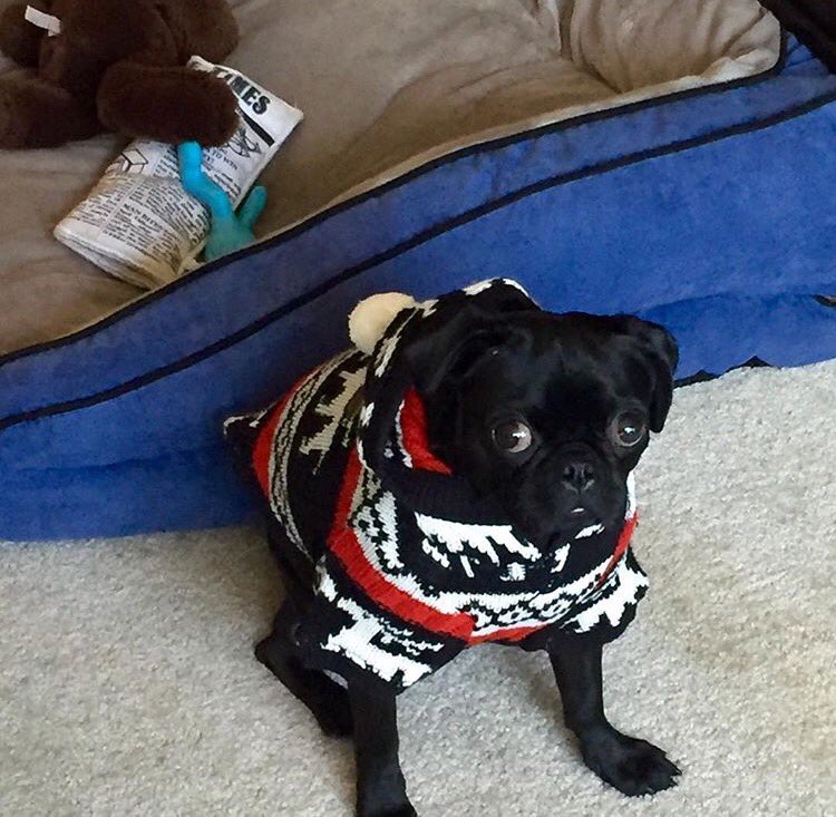 #pugchat