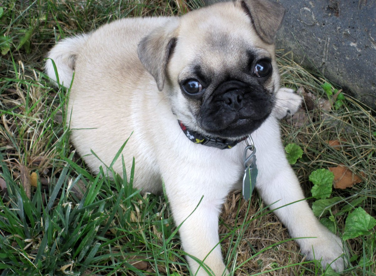 #pugchat