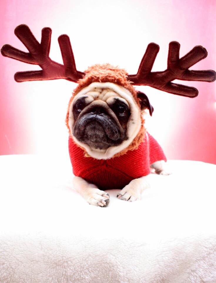 #pugchat