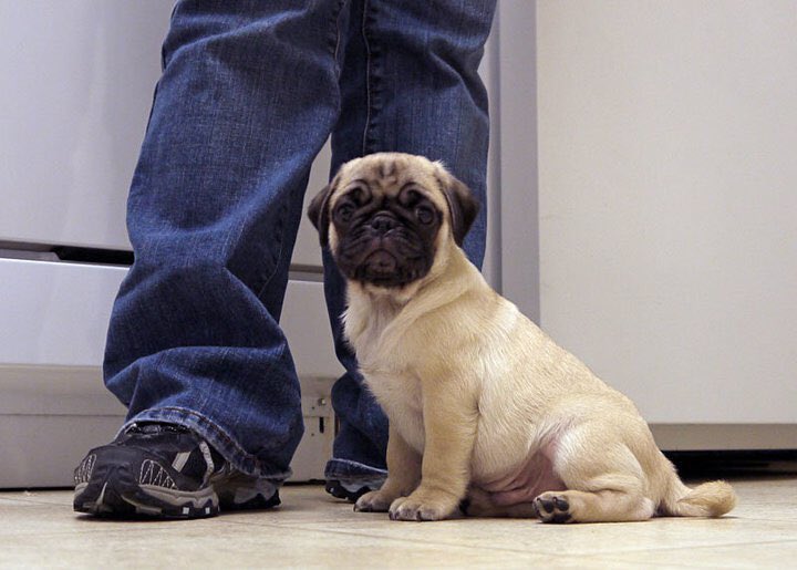 #pugchat
