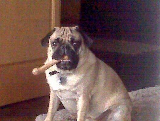#pugchat