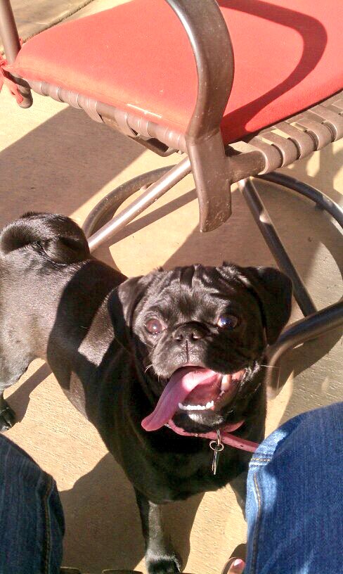 #pugchat