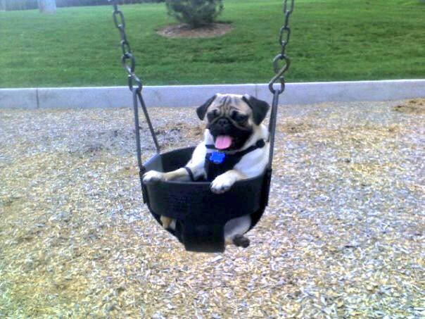 #pugchat