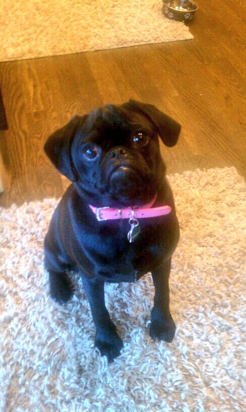 #pugchat