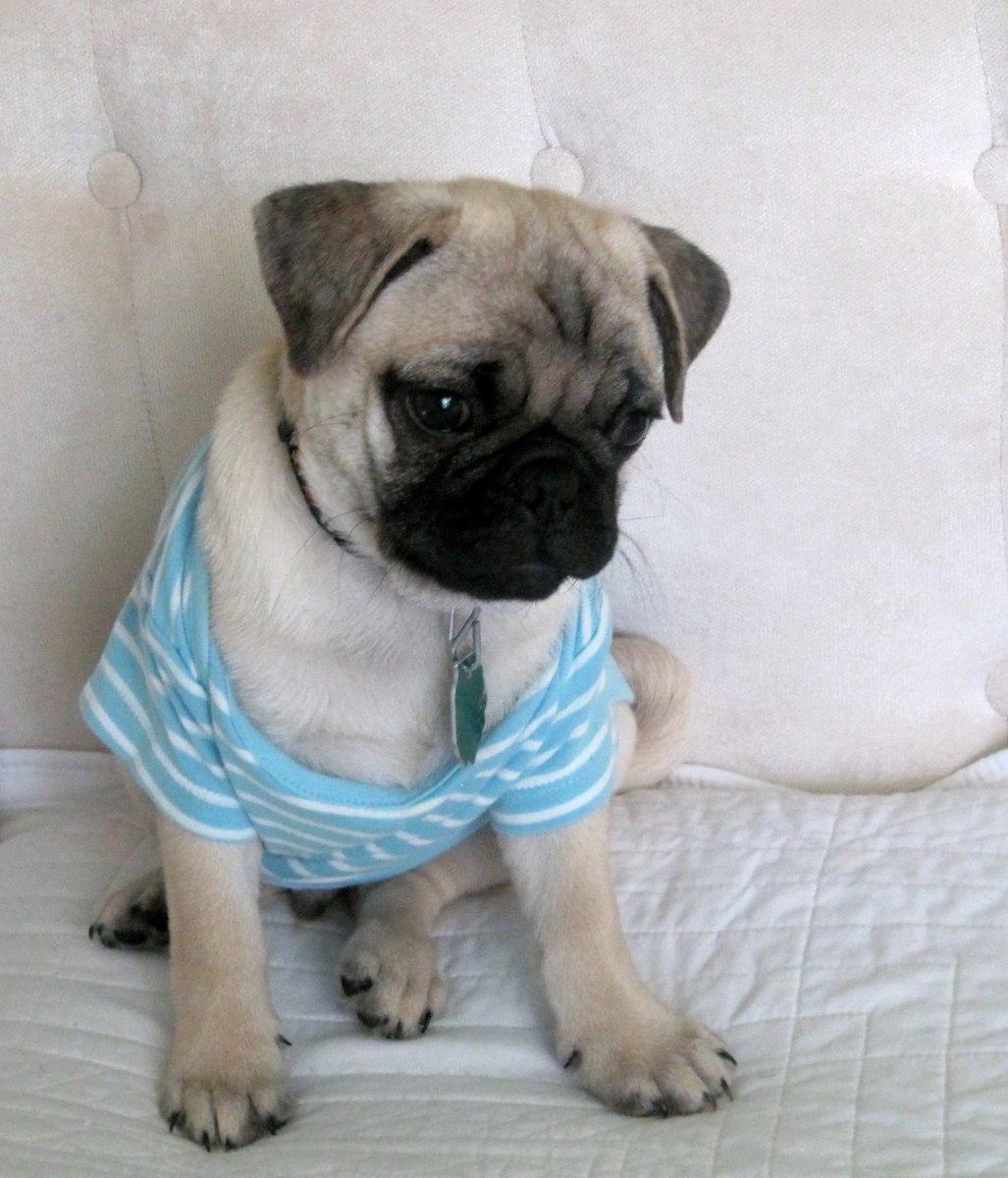 #pugchat