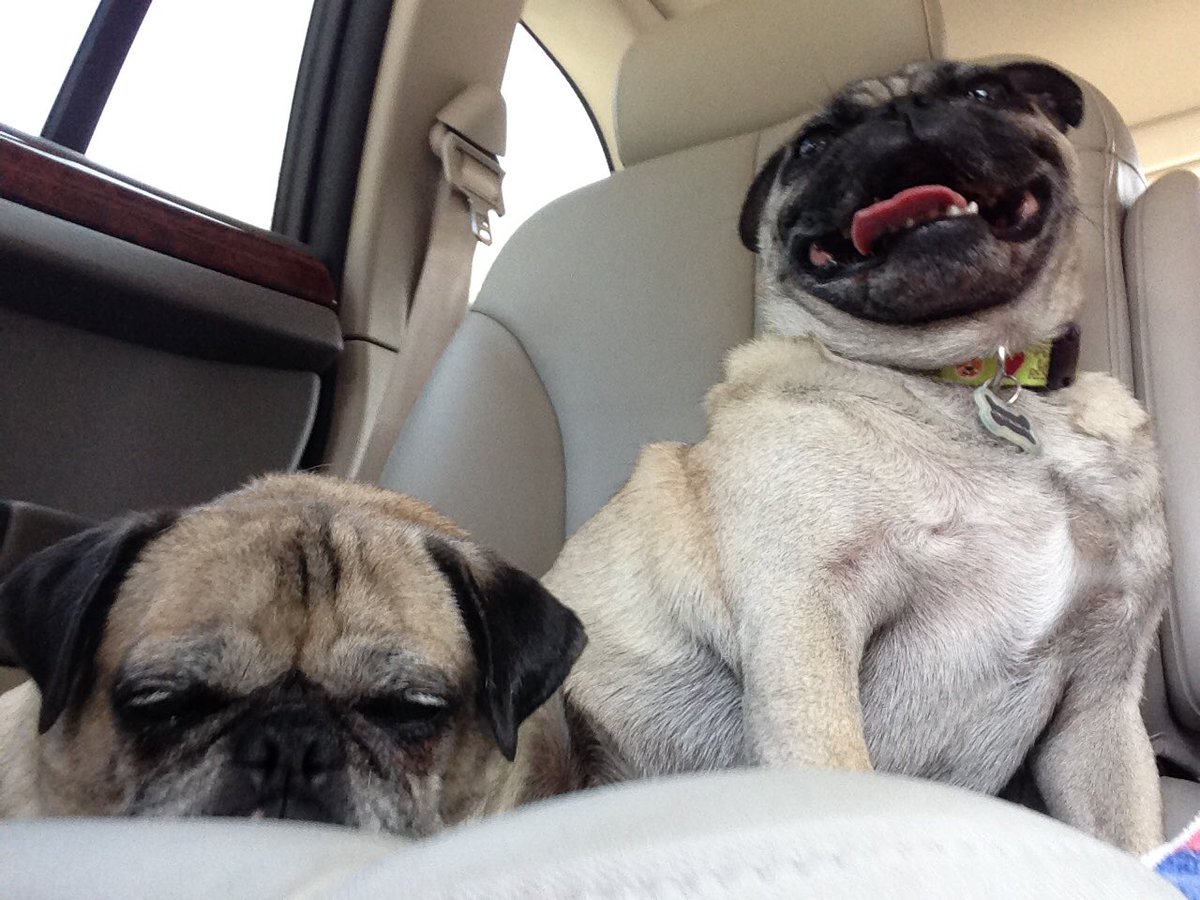 #pugchat