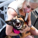 Dog that disappeared in Florida in 2016 is found in New York