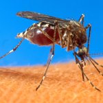 'Tsunami of mosquitoes' follows Hurricane Irma