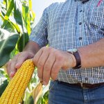 Harvest to ramp up after 'roller coaster' growing season
