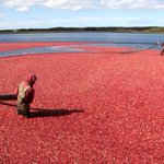13 New England food festivals to visit this fall
