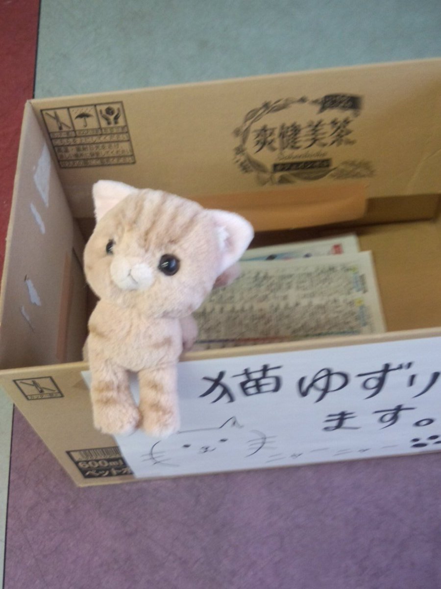 ちはやふるイベント皆勤賞の猫ちゃんです。 ちはやふるイベント皆勤賞の猫ちゃんです。