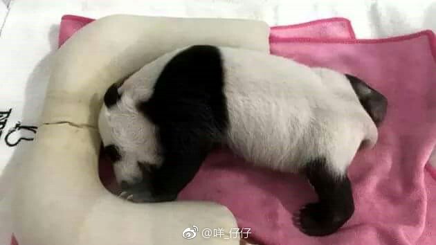 This cub is 七仔 Qizai and 珠珠 Zhuzhu's daughter, fans call her This cub is 七仔 Qizai and 珠珠 Zhuzhu's daughter, fans call her