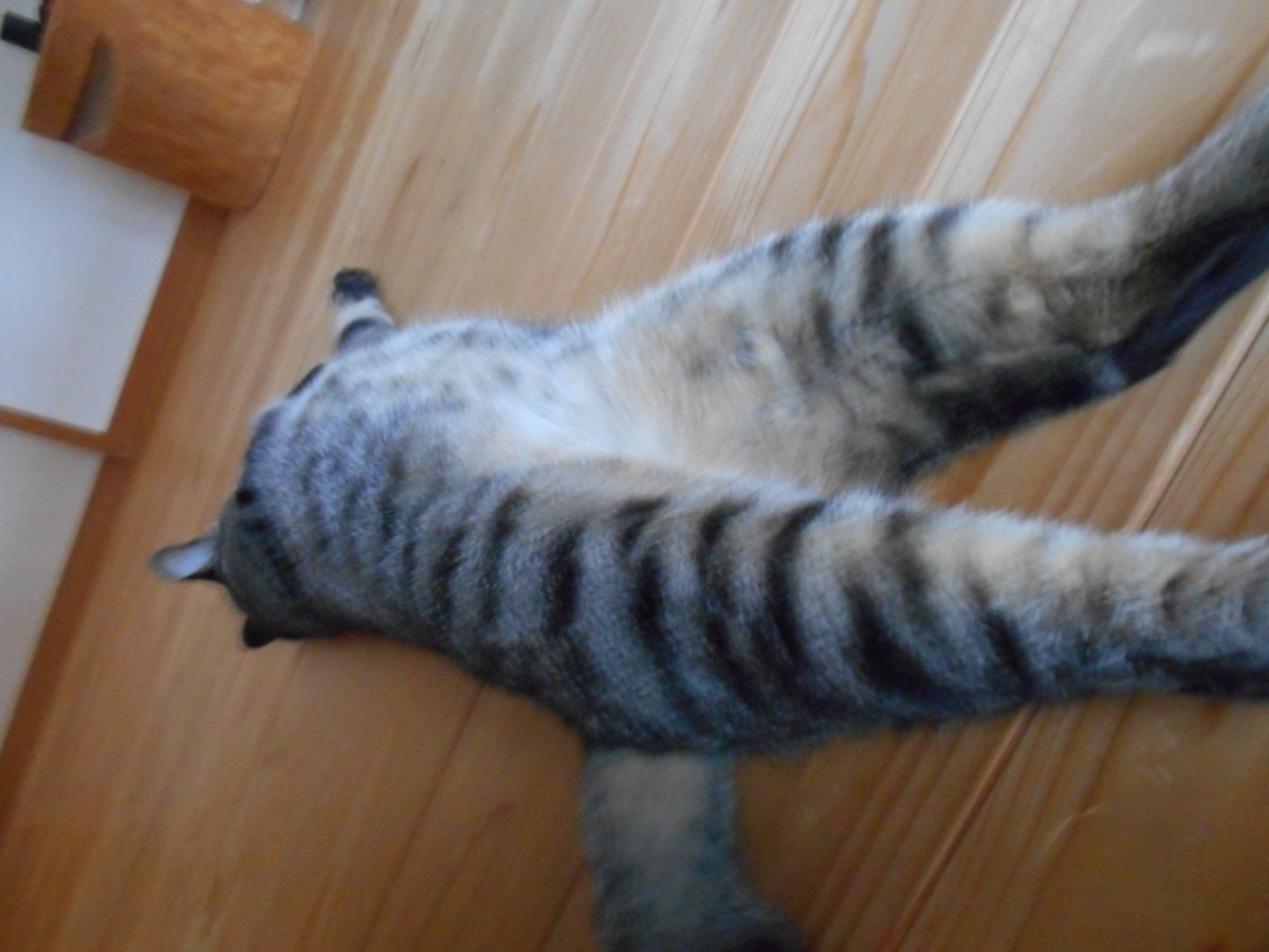 見よこの美脚#おみゃあ #猫 #猫好きさんと繋がりたい 見よこの美脚#おみゃあ #猫 #猫好きさんと繋がりたい